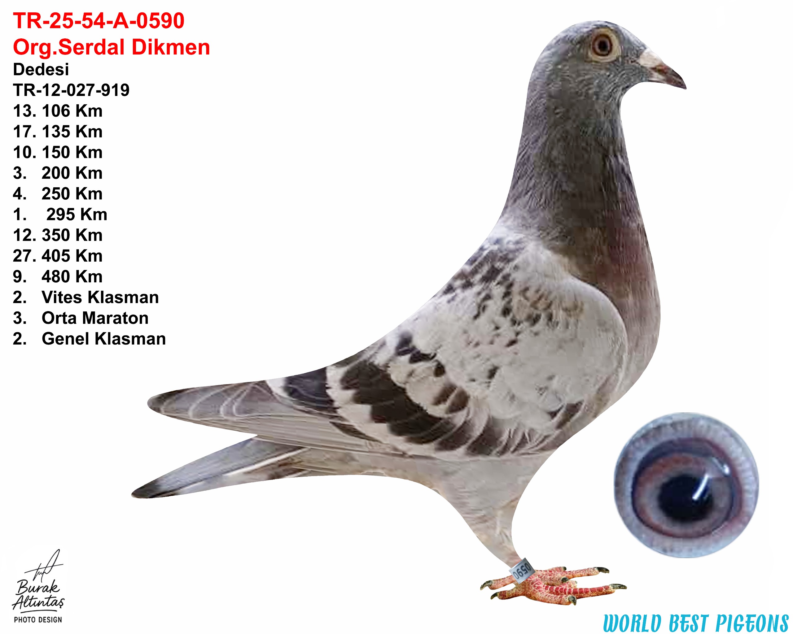 TR 25-54-A-0590 DİŞİ ORJ.SERDAL DİKMEN 