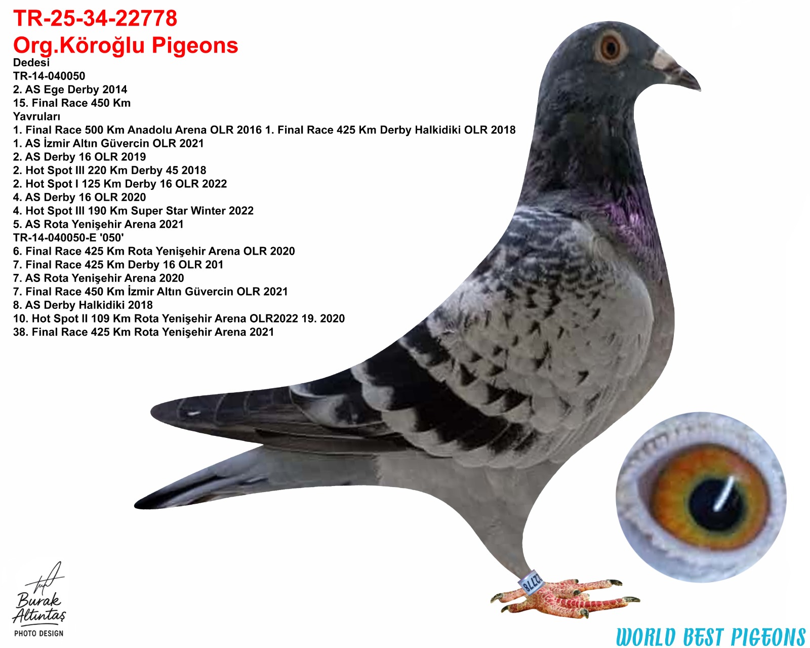 TR 25-34-22778 ERKEK ORJ.EMRR KÖROĞLU GABY VANDENABEELE & DE RİJK WALTER & SG STEFFL & ALGARVE GİANT 