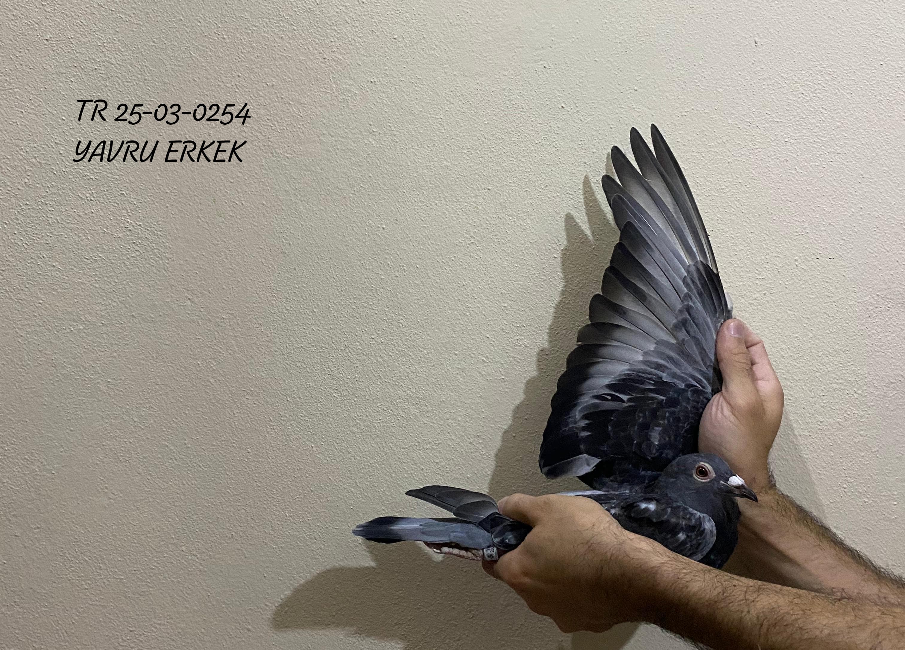 TR 25-03-0254 ERKEK UÇMAMIŞ YAVRU ELDE VASIFLI ÇATI ÜSTÜ VE KOLOMBODUR YARIŞLARI İÇİN GÜZEL HIZLI BİR GÜVERCİN 