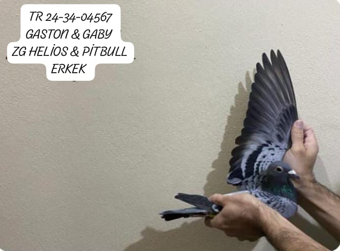 TR 24-34-04567 ERKEK BABA GASTON VAN DE WOUVER ANNE ZG HELİOS & PİTBULL VASIFLI HIZ CANAVARI KUŞLAR...