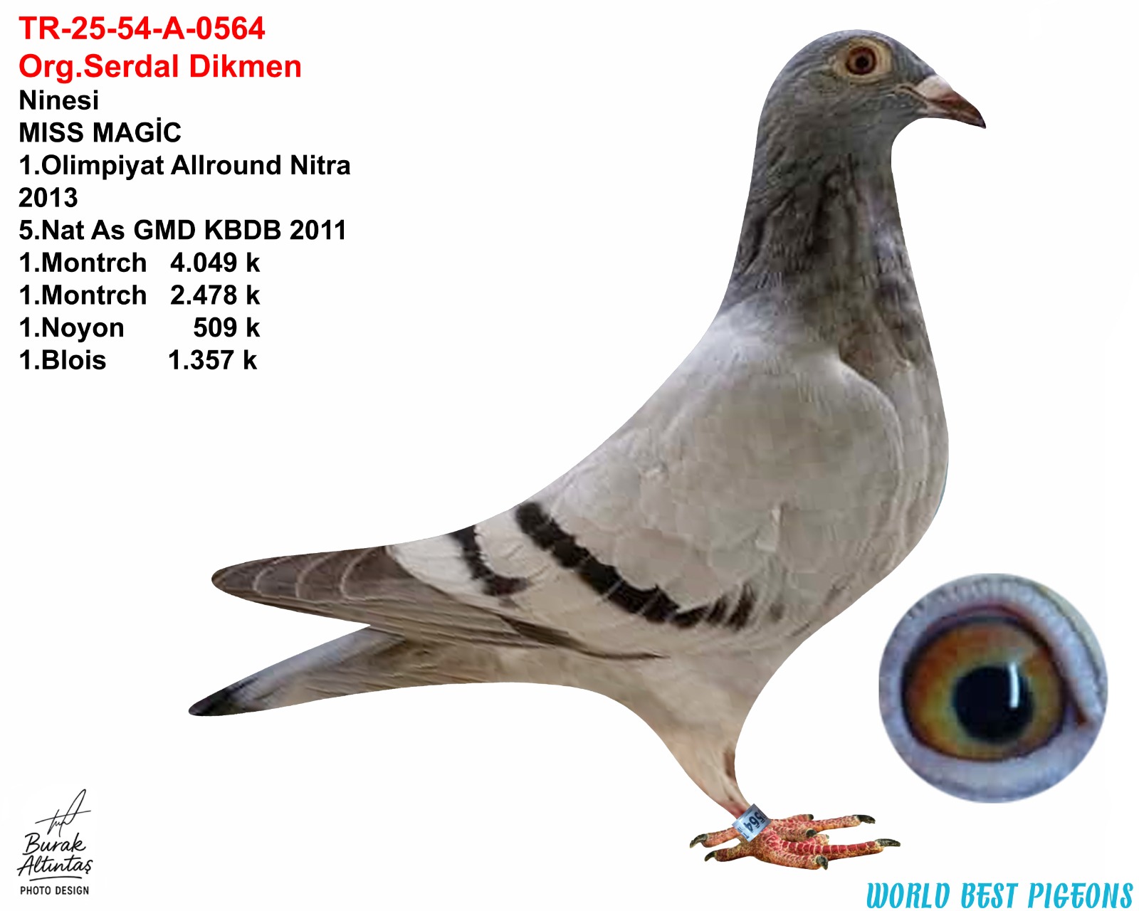 TR 25-54-A-0564 ERKEK ORJ.SERDAL DİKMEN 