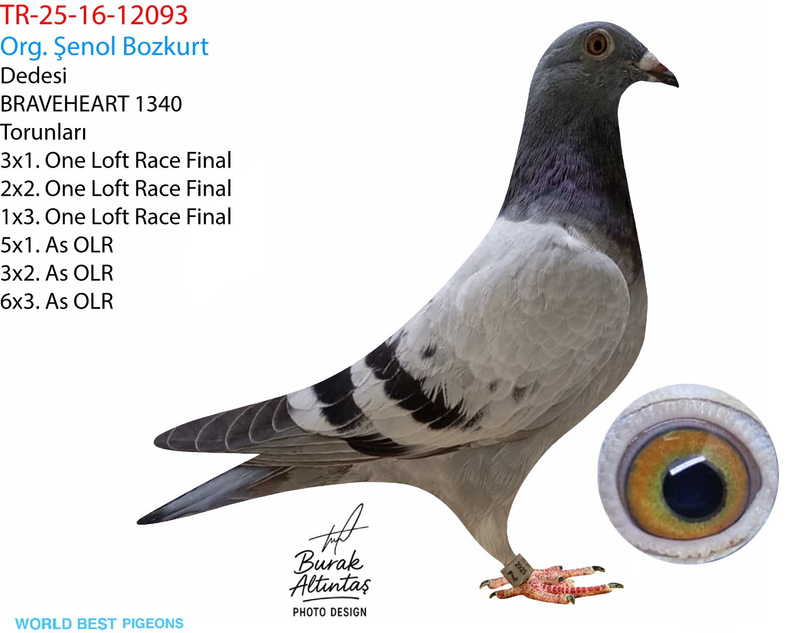 TR 16-25-12093 DİŞİ ZG HELİOS & HARDY KRÜGER & SUNAY NİYAZİ & RAİNER PÜTTMANN & ALTMİKS SOUDY PİGEONS 