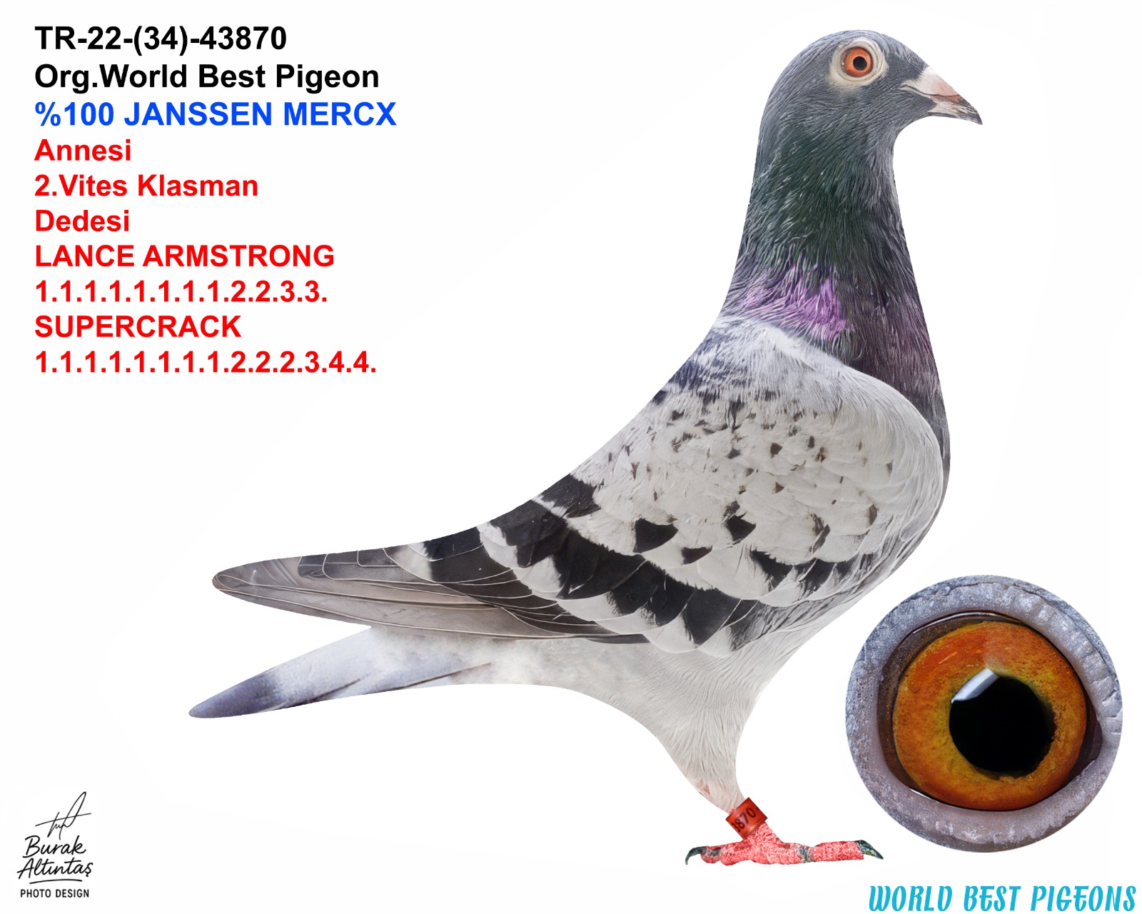 TR 22-34-43870 ERKEK %100 JANSSEN MERCX ESKİ MARKA TAKİLİ AYAK KARTI MEVCUT DEĞİL.GENÇ KUŞLAR. 