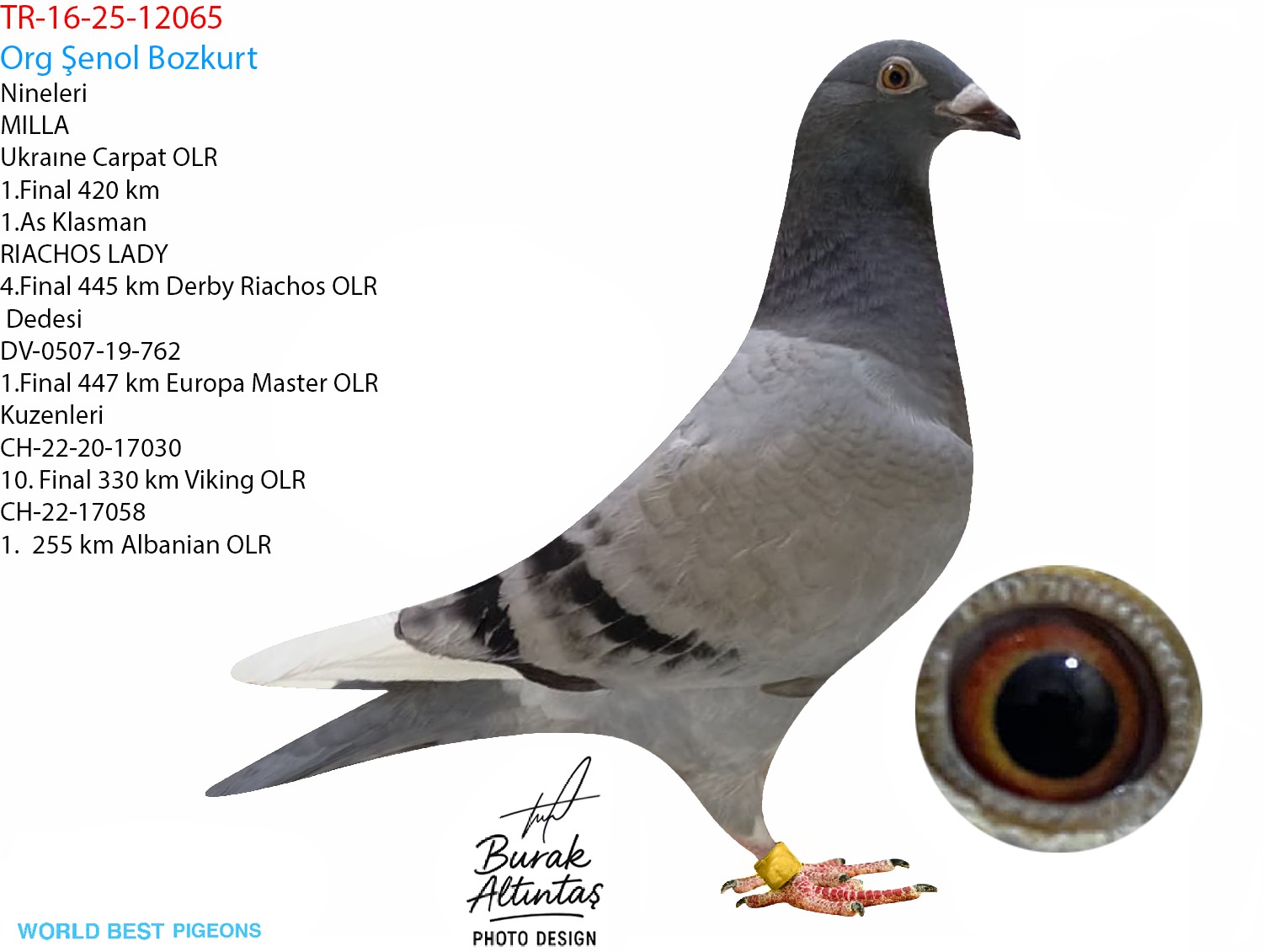 TR 16-25-12065 DİŞİ ZG HELİOS & HARDY KRÜGER & A.u.H KLAAS & ROMARİO & SİMON WOLF