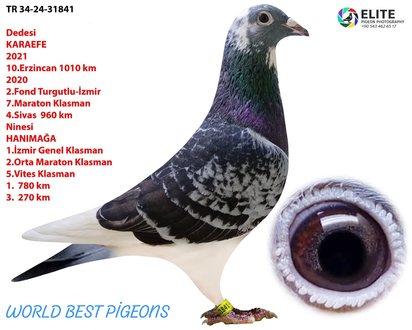 TR 34-24-31841 ERKEK FULL MARATON GÜVERCİNİ.GÖNDERİLİRKEN KENDİ PEDİGRESİYLE GÖNDERİLECEK...