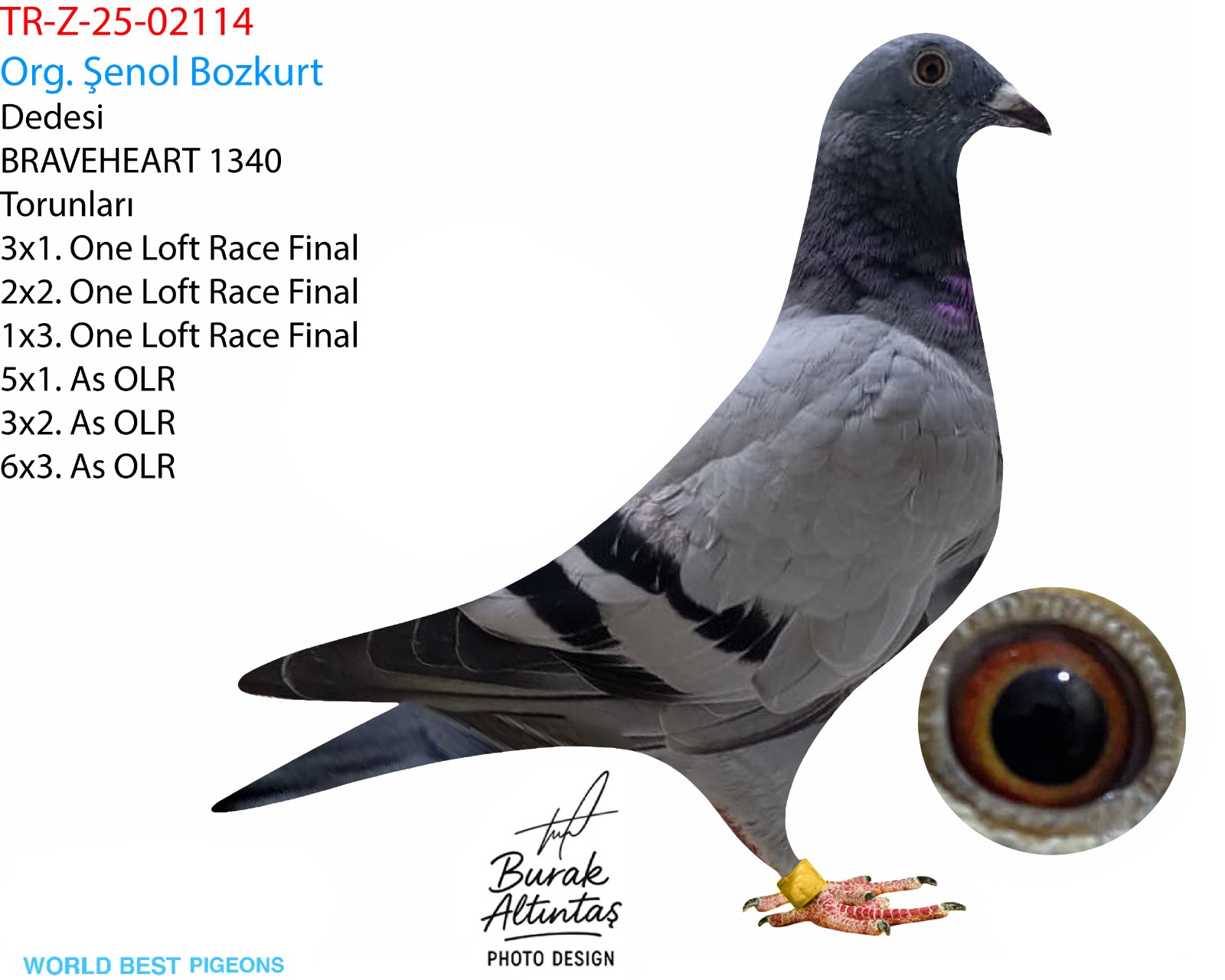 TR Z-25-02114 DİŞİ ZG HELİOS & HARDY KRÜGER & SUNAY NİYAZİ & RAİNER PÜTTMANN & ALTMİKS SOUDY PİGEONS 