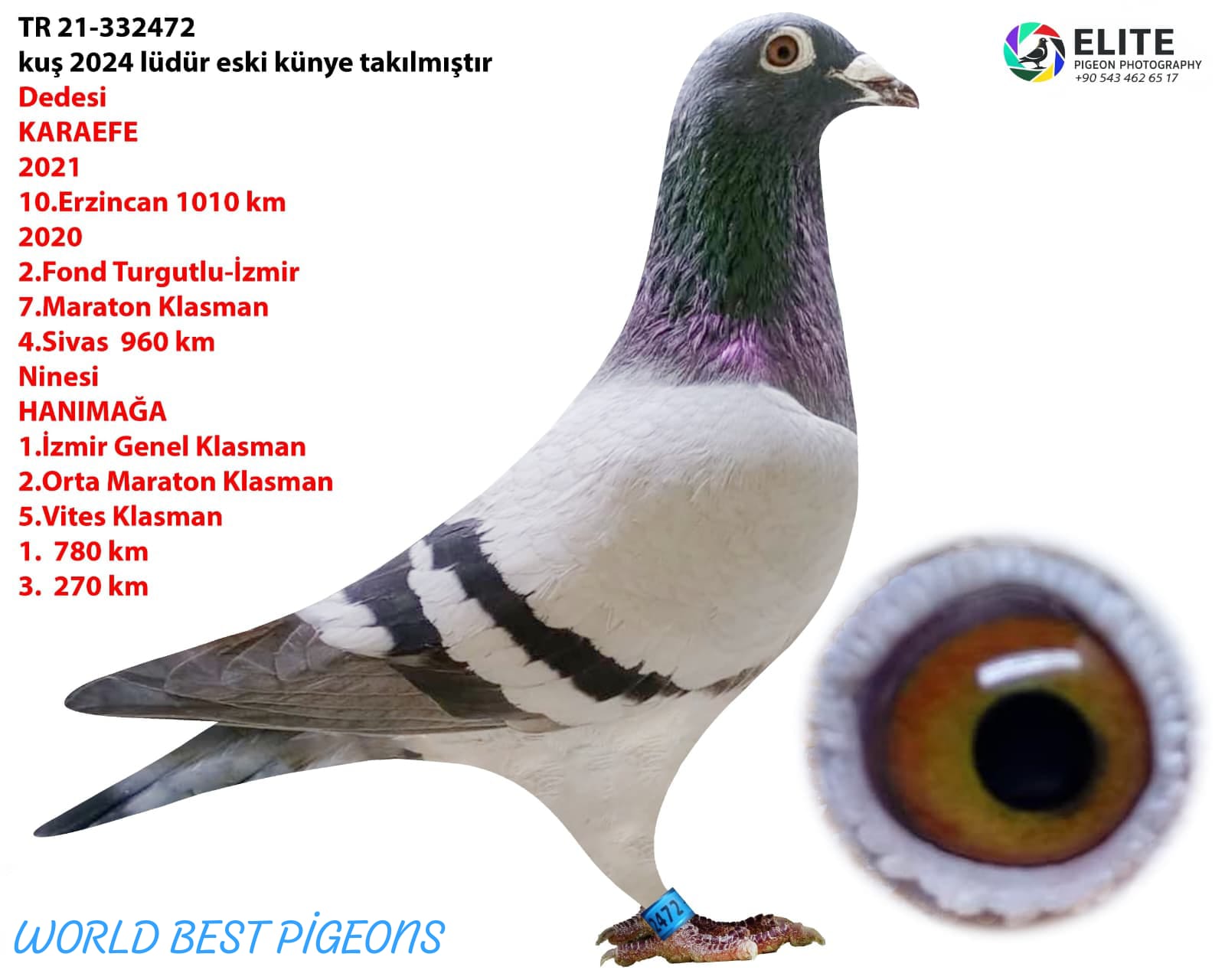 TR 21-332472 ERKEK FULL MARATON GÜVERCİNİ.KUŞ GÖNDERİLİRKEN KENDİ PEDİGRESİYLE GÖNDERİLECEK...