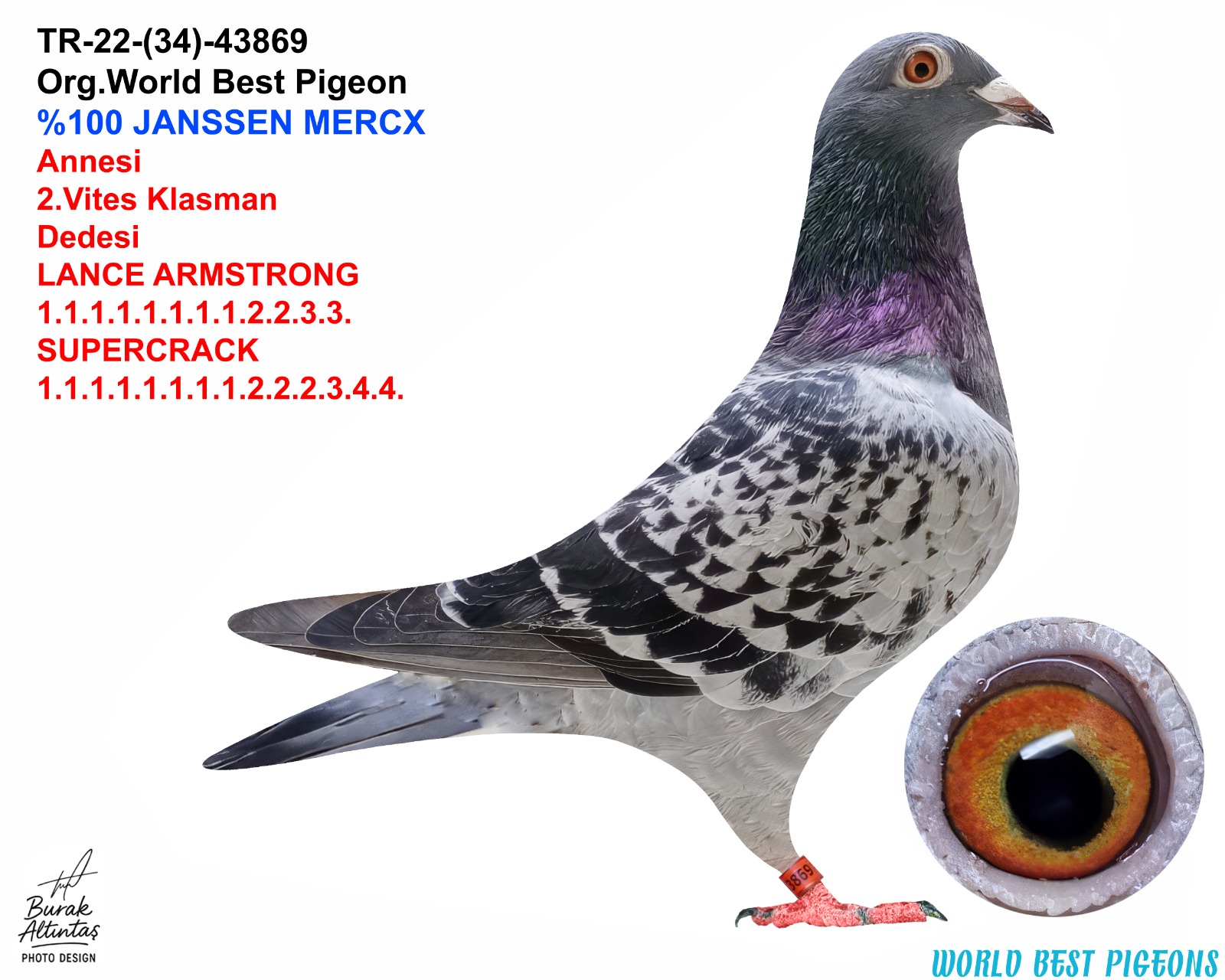 TR 22-34-43869 DİŞİ %100 JANSSEN MERCX ESKİ MARKA TAKİLİ AYAK KARTI MEVCUT DEĞİL.GENÇ KUŞLAR. 