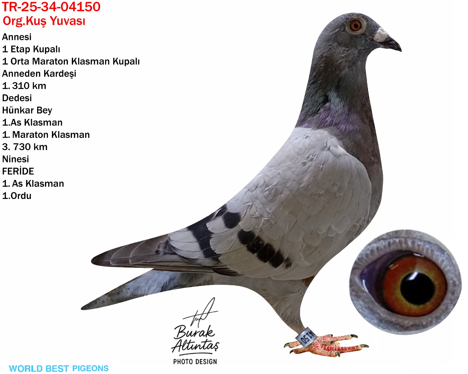TR 25-34-04150 DİŞİ ORJ.KUŞ YUVASI İSTANBUL VE İSTANBUL POSTA DERNEĞİNİN EN İYİ YARIŞÇILARINDAN...