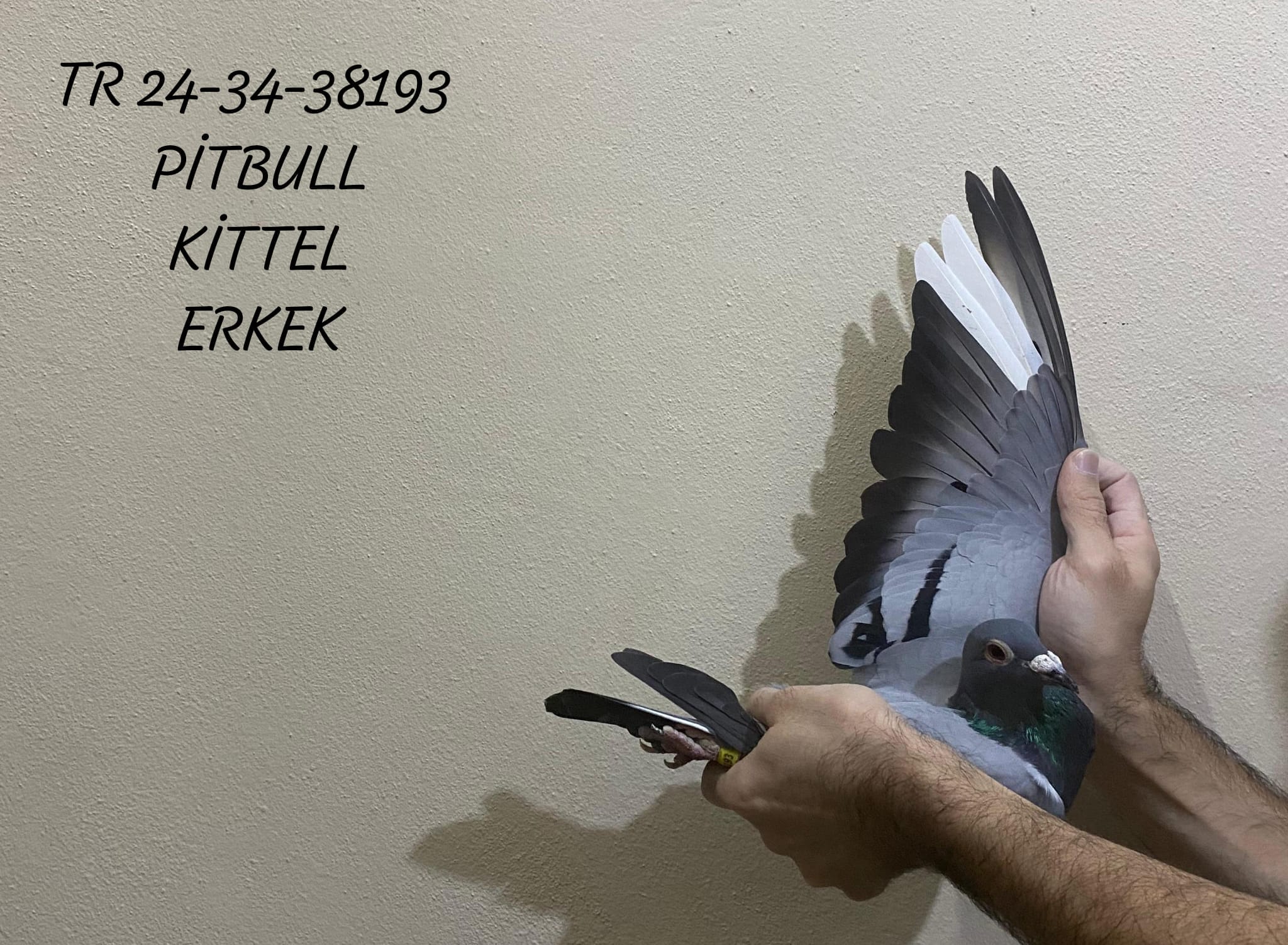 TR 24-34-38193 ERKEK BABA KOOPMAN & KEES BOSUA ANNE PİTBULL & KİTTEL HIZ CANAVARI BİR KAN HATTI