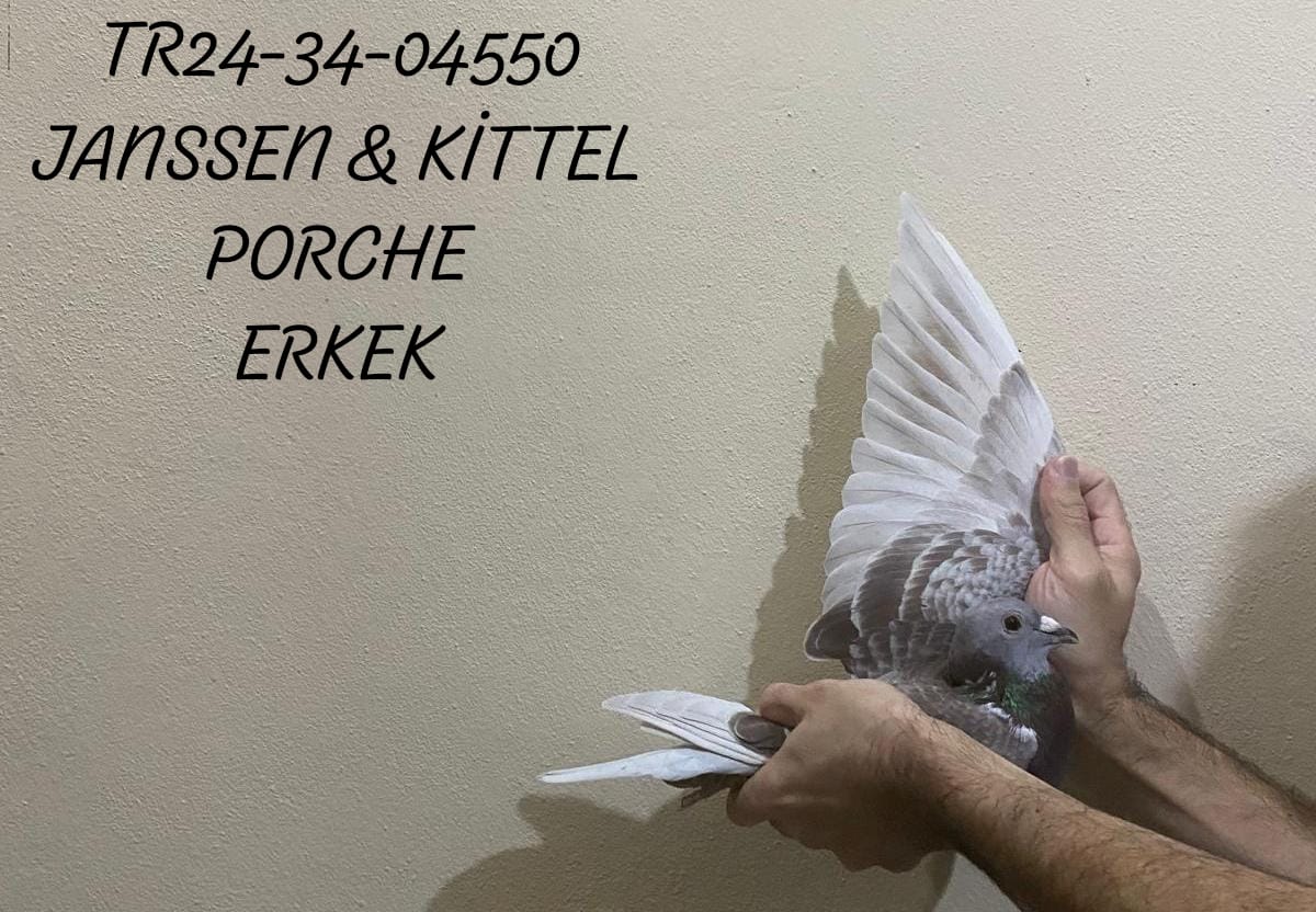 TR 24-34-04550 ERKEK BABA PORCHE ANNE JANSSEN & KİTTEL HIZLI KAN KUŞLARI