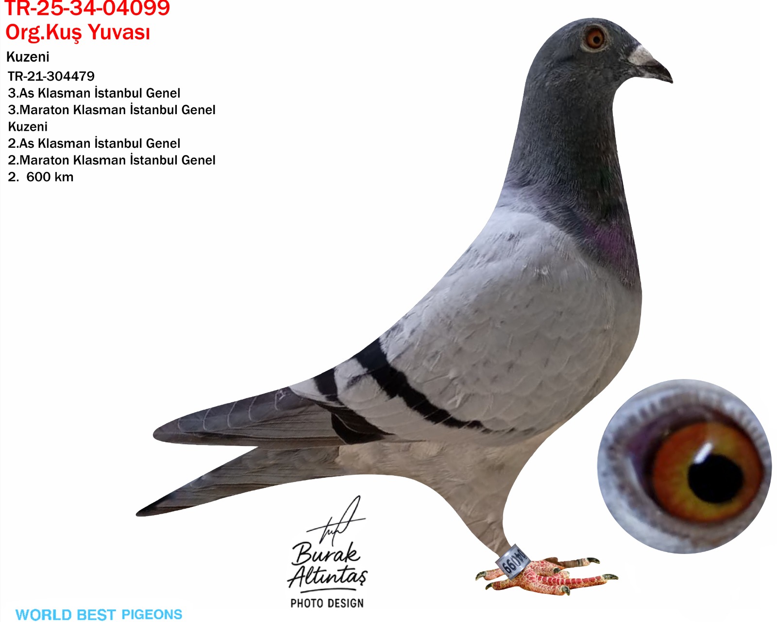TR 25-34-04099 ERKEK ORJ.KUŞ YUVASI İSTANBUL VE İSTANBUL POSTA DERNEĞİNİN EN İYİ YARIŞÇILARINDAN...