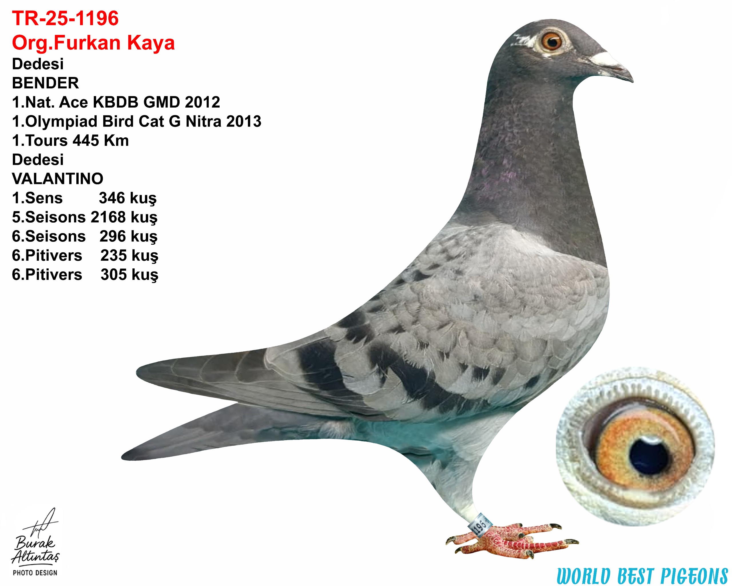 TR 25-1196 DİŞİ ORJ.FURKAN KAYA 