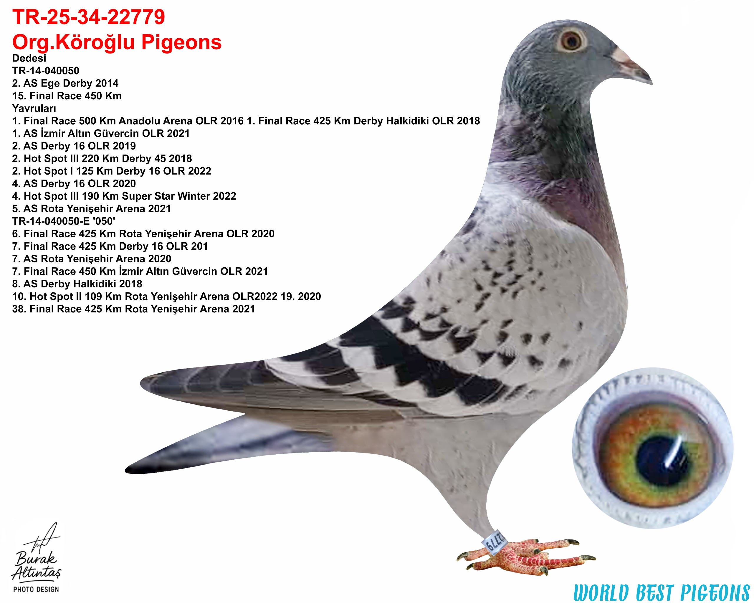 TR 25-34-22779 DİŞİ ORJ.EMRE KÖROĞLU GABY VANDENABEELE & DE RİJK WALTER  & SG STEFFL & ALGARVE GİANT 