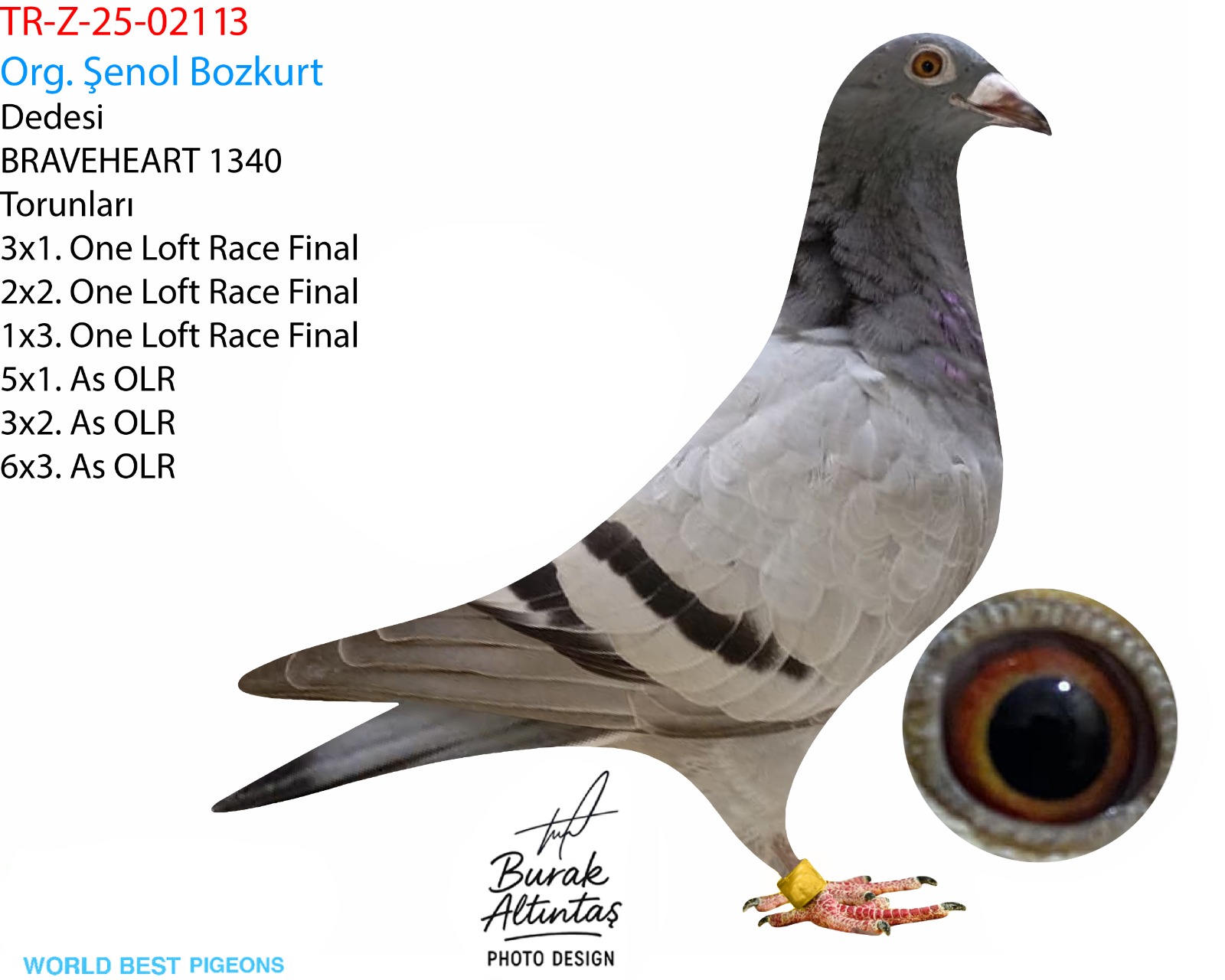 TR Z-25-02113 DİŞİ ZG HELİOS & HARDY KRÜGER & SUNAY NİYAZİ & RAİNER PÜTTMANN & ALTMİKS SOUDY PİGEONS 