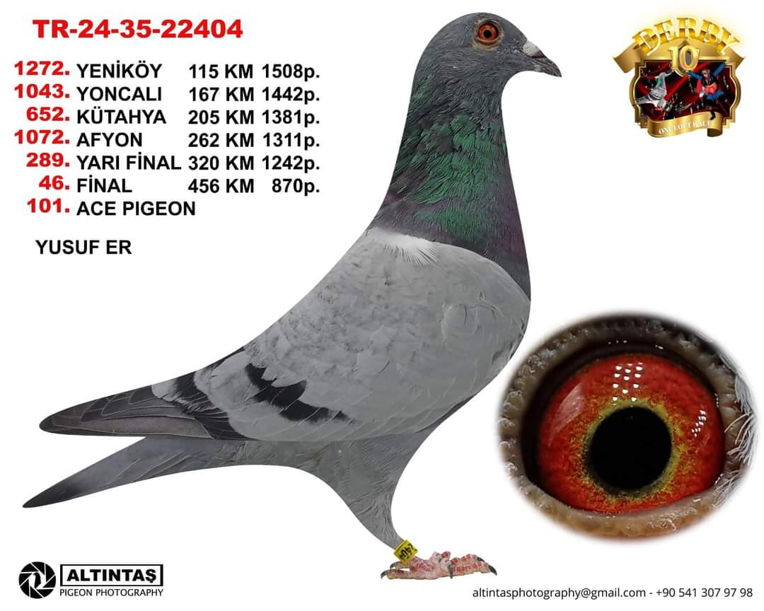 TR 24-35-22404 ERKEK DERBY 10 ARENA FİNAL 46. AS 101. 