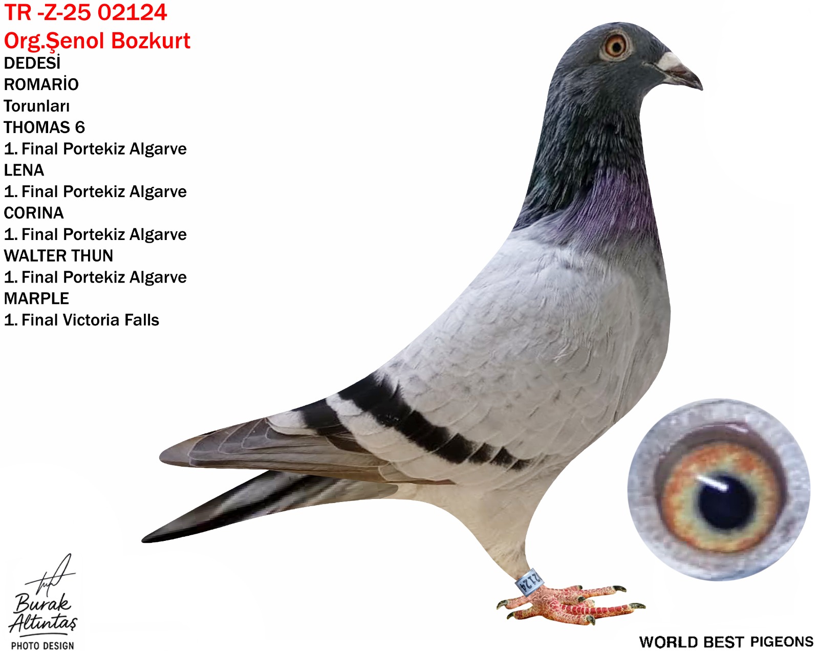 TR Z-25-02124 ERKEK %100 ZG HELİOS 
