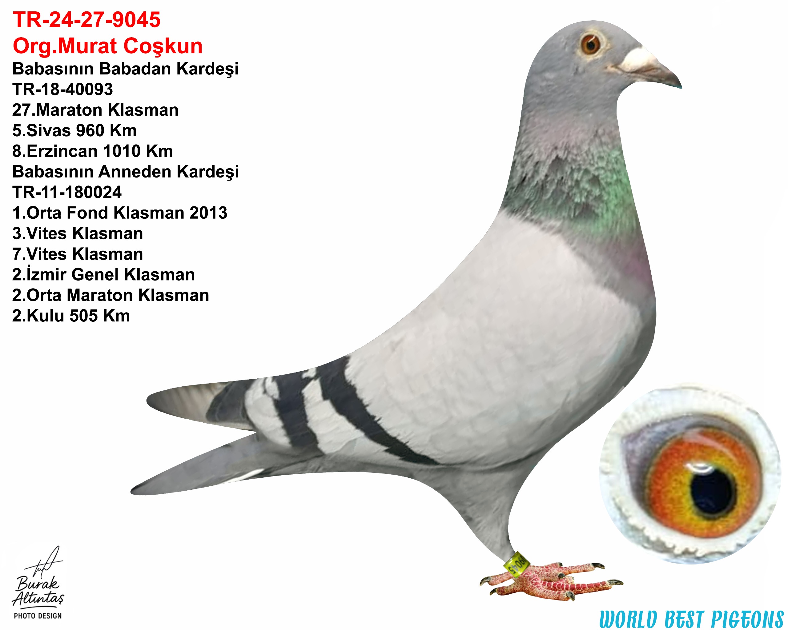 TR 24-27-09045 DİŞİ ANNE VE BABA ORJ. M & H VARDAR.%100 MARATON KUŞU.