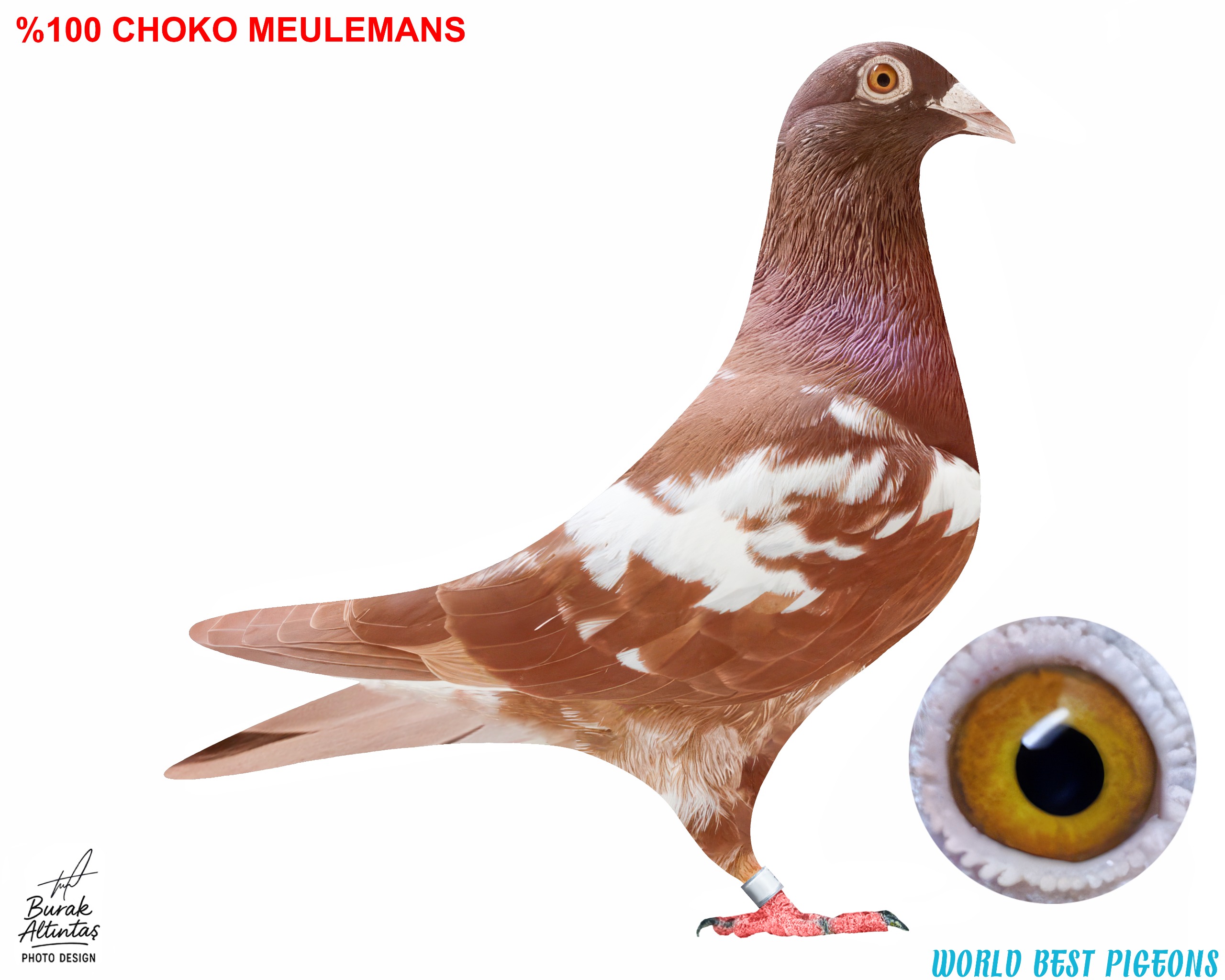 %100 CHOKO MEULEMANS ERKEK KUŞTA İSİM MARKASI VARDIR.PEDİGRE MEVCUT DEĞİL.KOYU KIRMIZI ELDE VASIFLI GÜVERCİN.