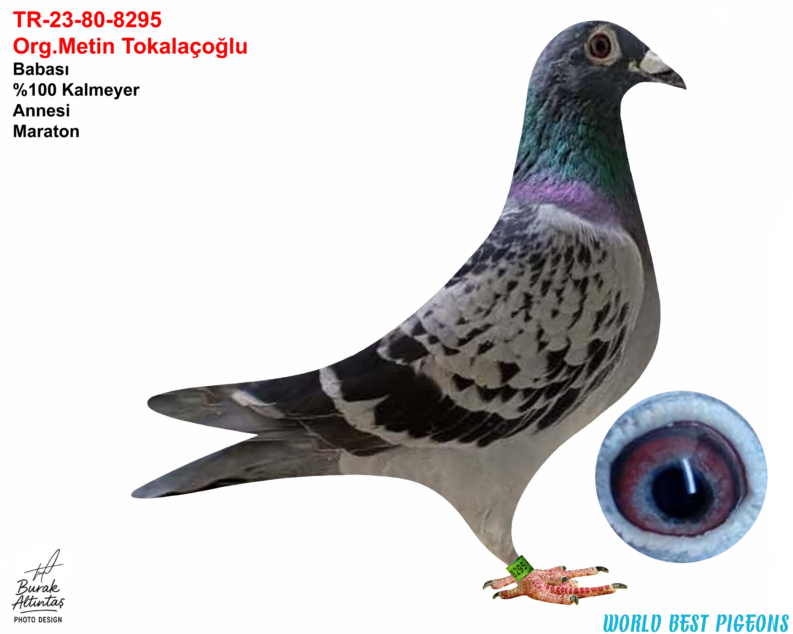 TR 23-80-8295 ERKEK ORJ.METİN TOKALAÇOĞLU KALLMEYER & HOUBEN.KUŞUN KANADI MAKASLIDIR. 