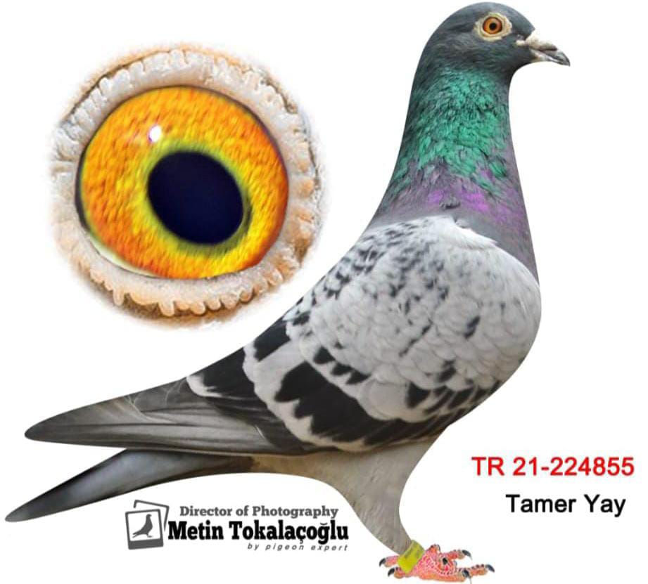 TR 21-224855 ERKEK ORJ.SELİM AYAZ BABA VAN LEARE STİJN ANNE OLYMPİADE 003 & DİRK VAN DYCK 