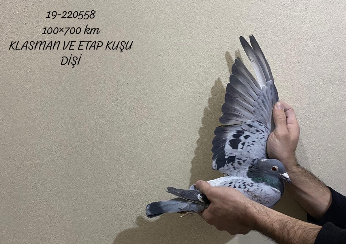 TR 19-220558 DİŞİ BABA KEES BOSUA ANNE GABY & SOONTJENS ANNE UÇMUŞ KUPALI BABA HATTI UÇMUŞ KUPALI VASIFLI HARİKA BİR GÜVERCİN