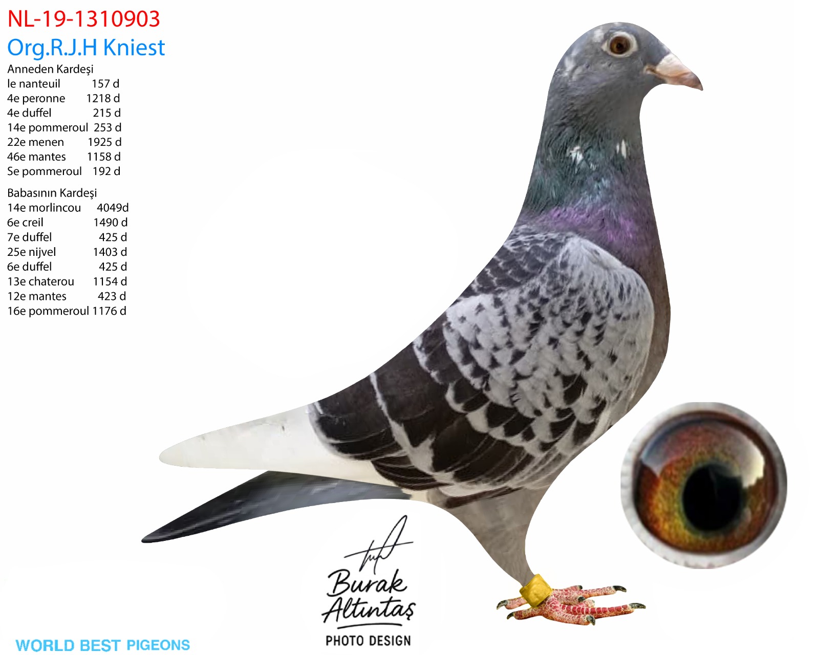 NL 19-1310903 DİŞİ AD SCHAERLAECKENS