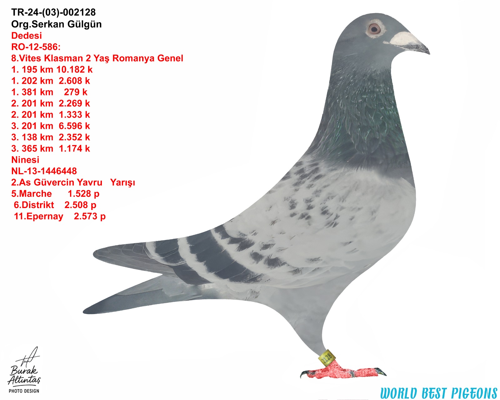 TR 24-03-2128 ERKEK Dİ CAPRİO & KİTTEL HARİKA BİR VİTES VE KLASMAN GÜVERCİNİ.