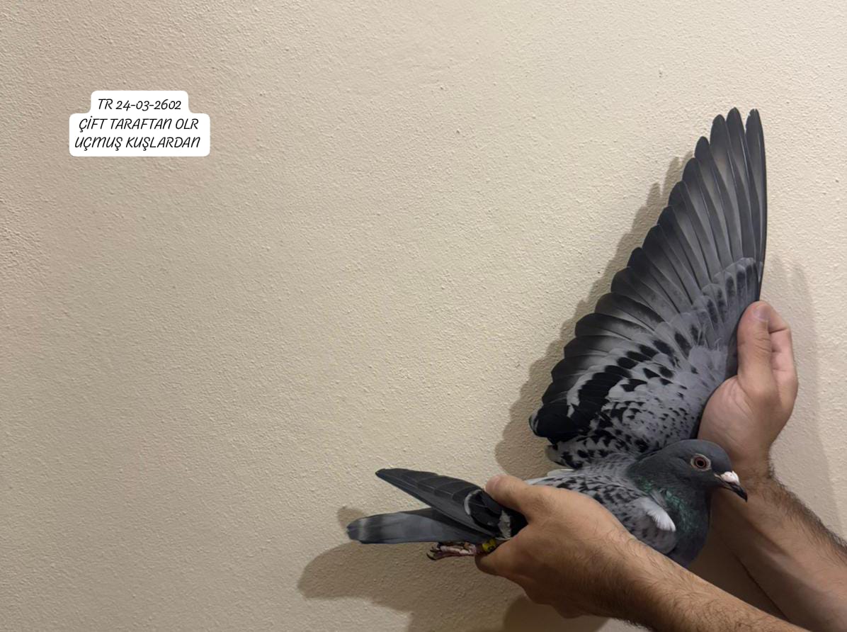 TR 24-03-2602 DİŞİ ÇİFT TARAFTAN KOLOMBODURLARDA FİNAL DERECELİ KUŞLARDAN ÇIKMA HARİKA FİZİKLİ DAMIZLIK BİR KUŞ.