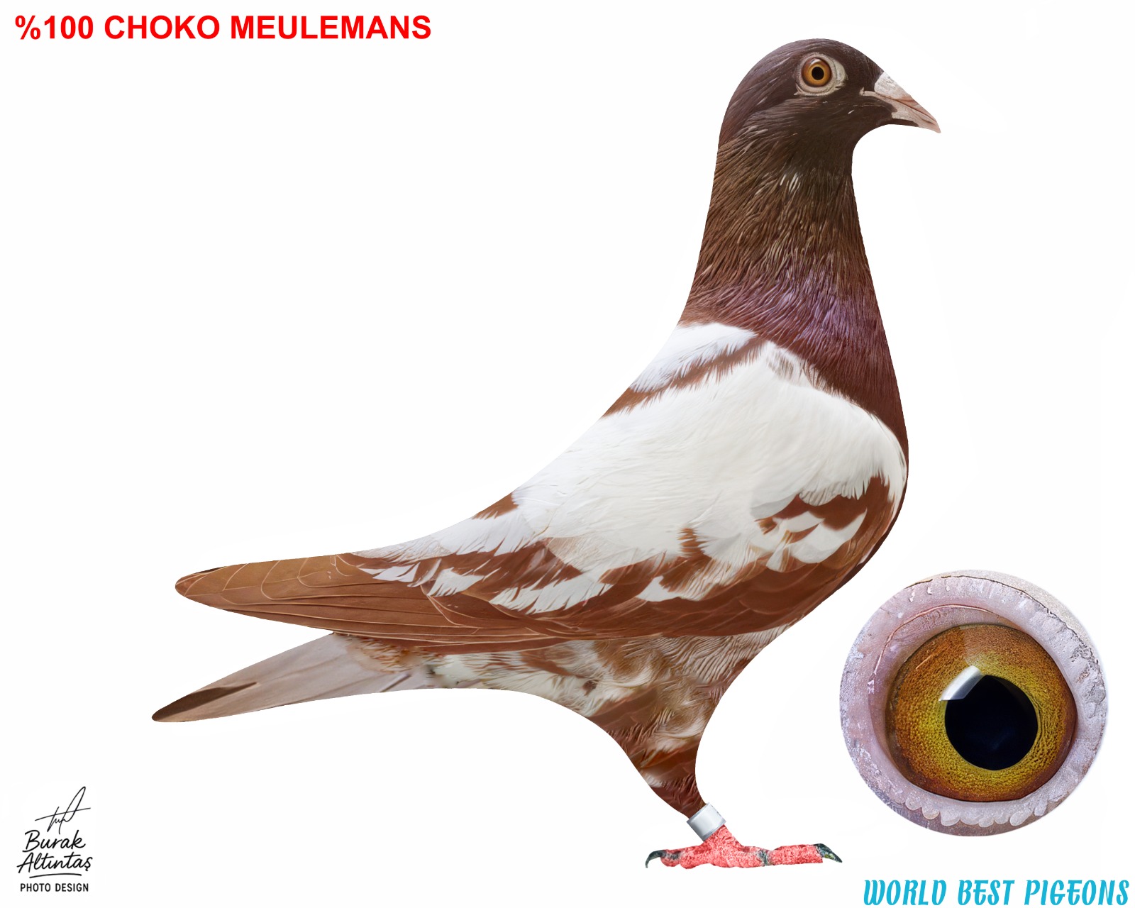 %100 CHOKO MEULEMANS ERKEK KUŞTA İSİM MARKASI VARDIR.PEDİGRE MEVCUT DEĞİL.KOYU KIRMIZI ELDE VASIFLI GÜVERCİN.