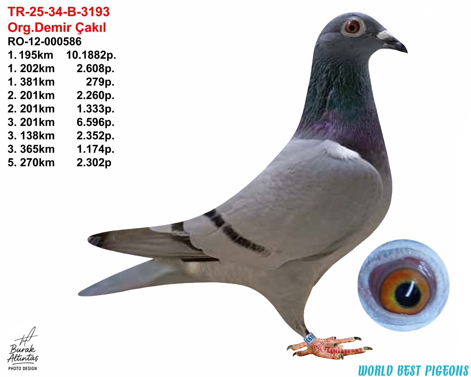 TR 25-34-B-3193 DİŞİ ORJ.DEMİR ÇAKIL DE RAPPEN EFSANESİ  