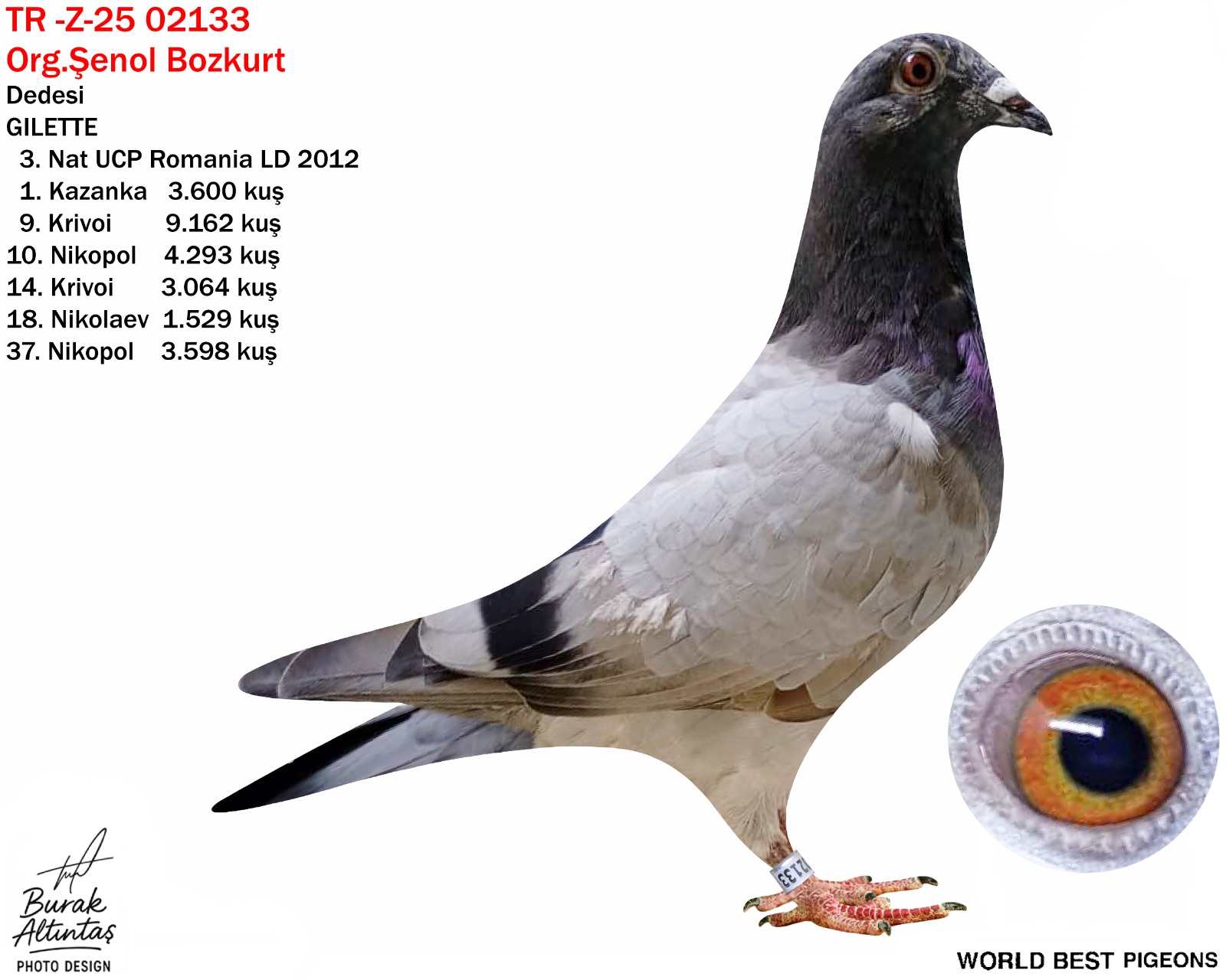 TR Z-25-02133 DİŞİ %100 ZG HELİOS 