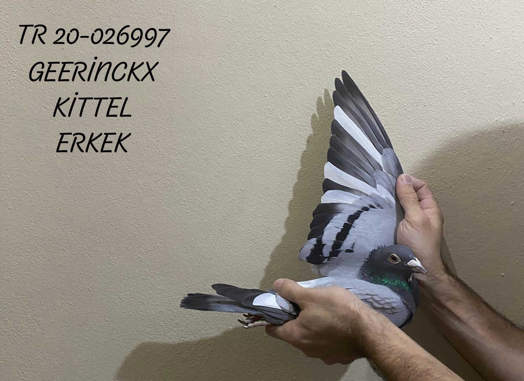 TR 20-026997 ERKEK BABA KİTTEL ANNE BART GEERİNCKX O BİR HIZ CANAVARI KUŞ 2024'LÜ DÜR.AYAĞINDA ESKİ MARKA TAKILIDIR.