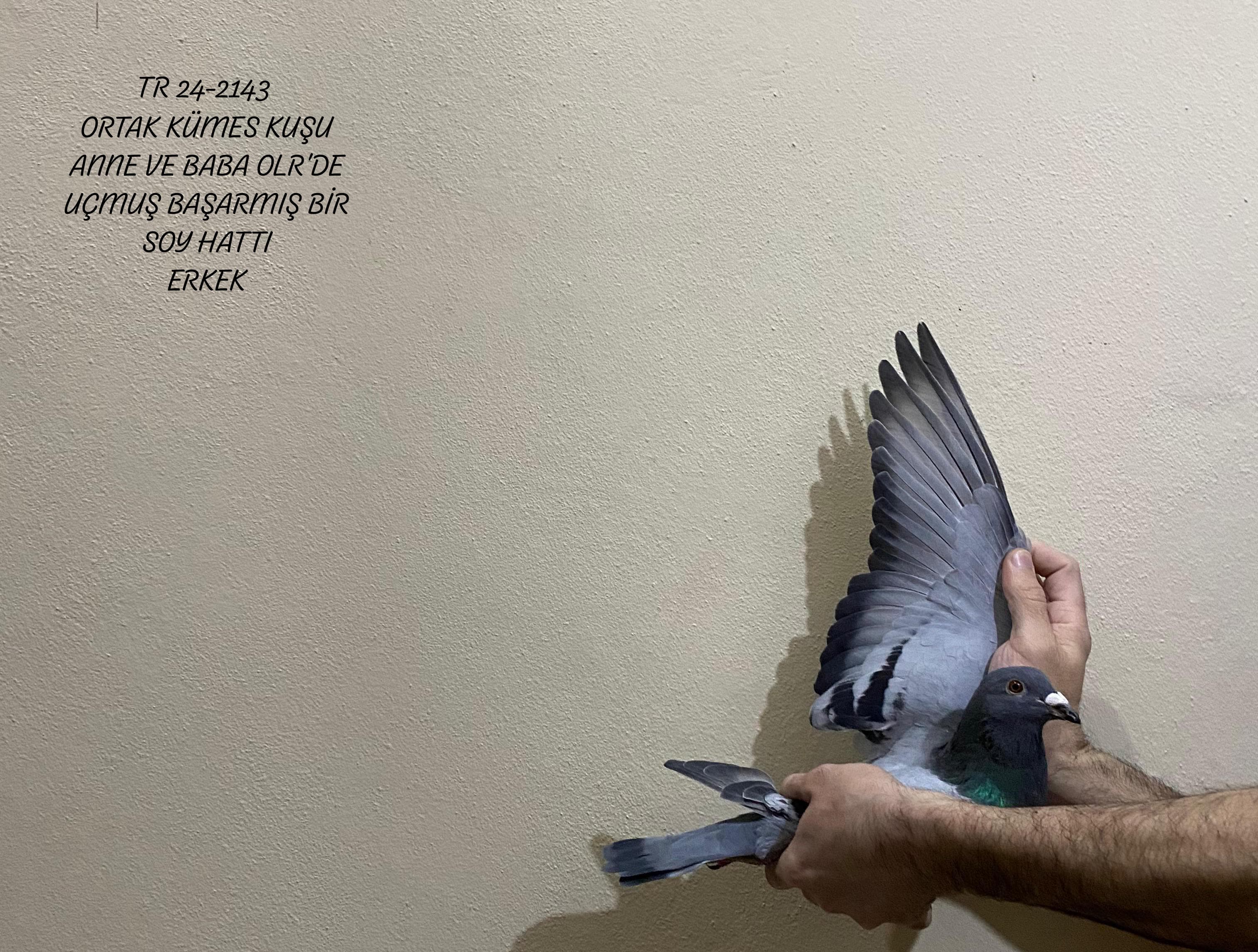 TR 24-2143 ERKEK ANNE VE BABASI ORTAK KÜMES YARIŞLARINDA UÇMUŞ HARİKA BİR ORTAK KÜMES GÜVERCİNİ 