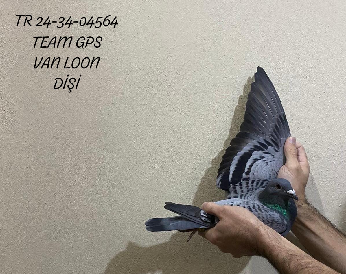 TR 24-34-04564 DİŞİ BABA TEAM GPS ANNE VAN LOON 100/700 UÇAN İSTİKRARLI KUŞLAR