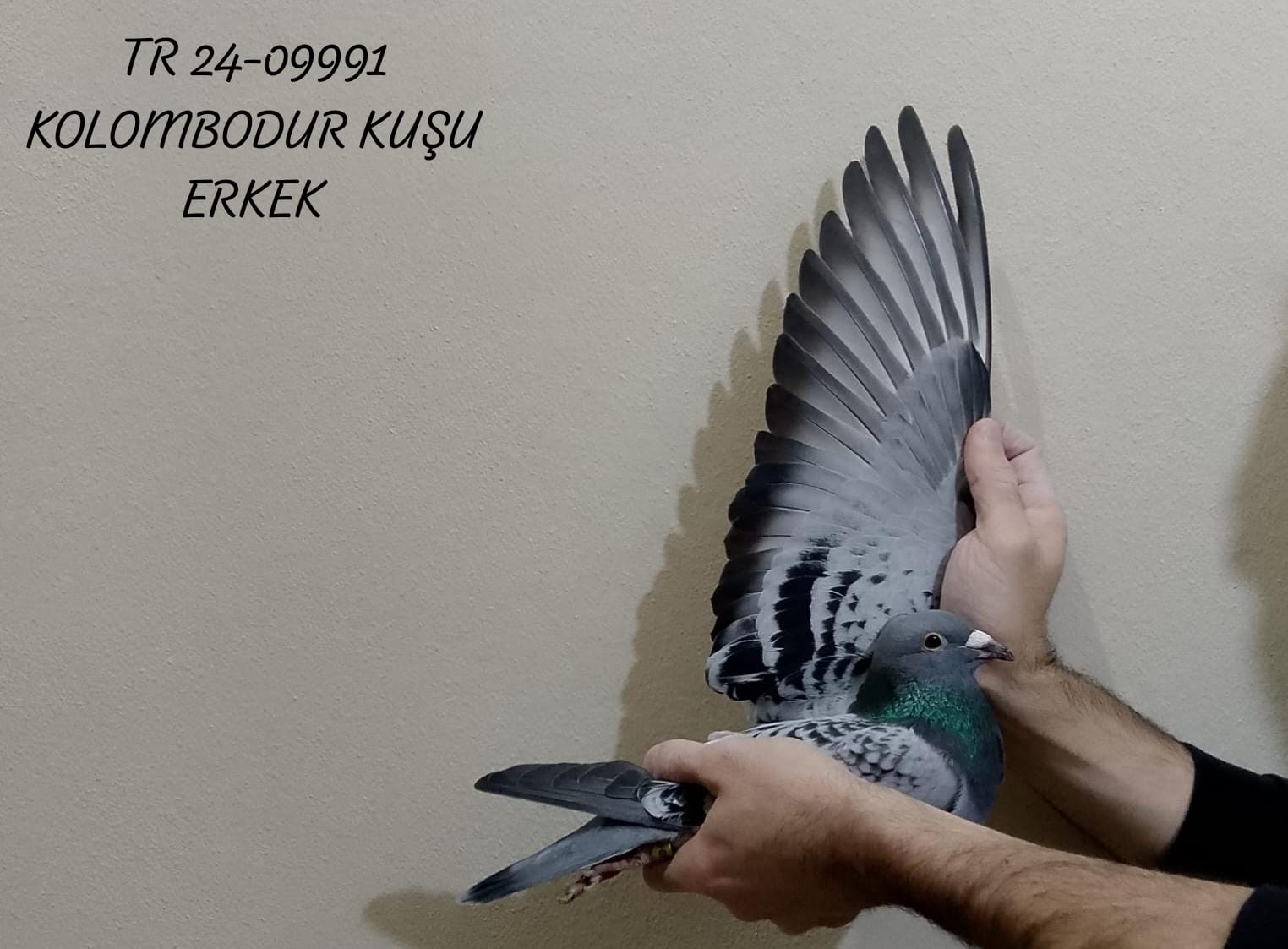 TR 24-09991 ERKEK KUŞUN ANNE'SİNİN ÖZ KARDEŞİ DERBY 16 410KM FİNAL 1. 5×5 AS KLASMAN 1. ÇATI ÜSTÜ VE KOLOMBODUR İÇİN HARİKA BİR SOY VE KAN HATTI 