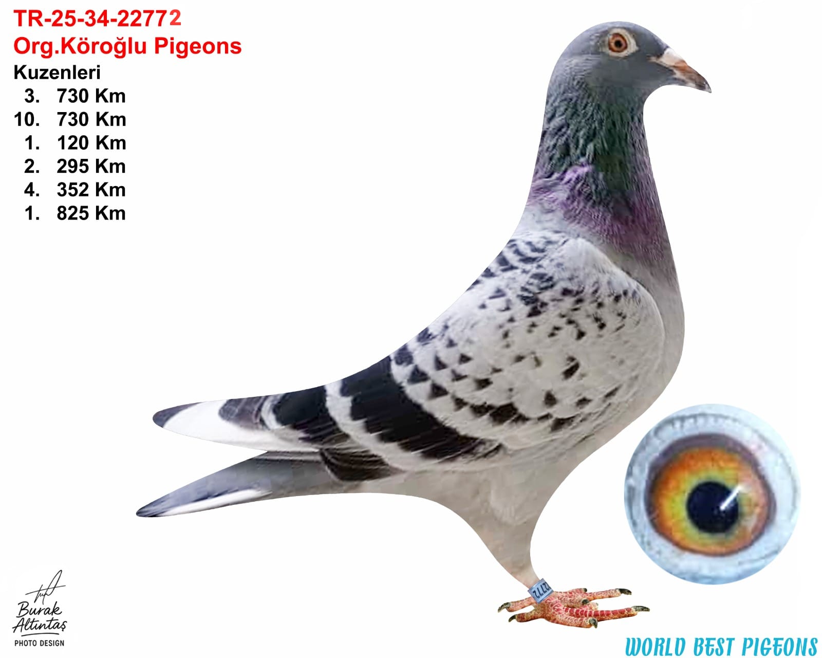 TR 25-34-22772 ERKEK ORJ.EMRE KÖROĞLU SİLVER SHADOW & BART GEERİNCKX & VAN HEE & VAN BRUAENE 