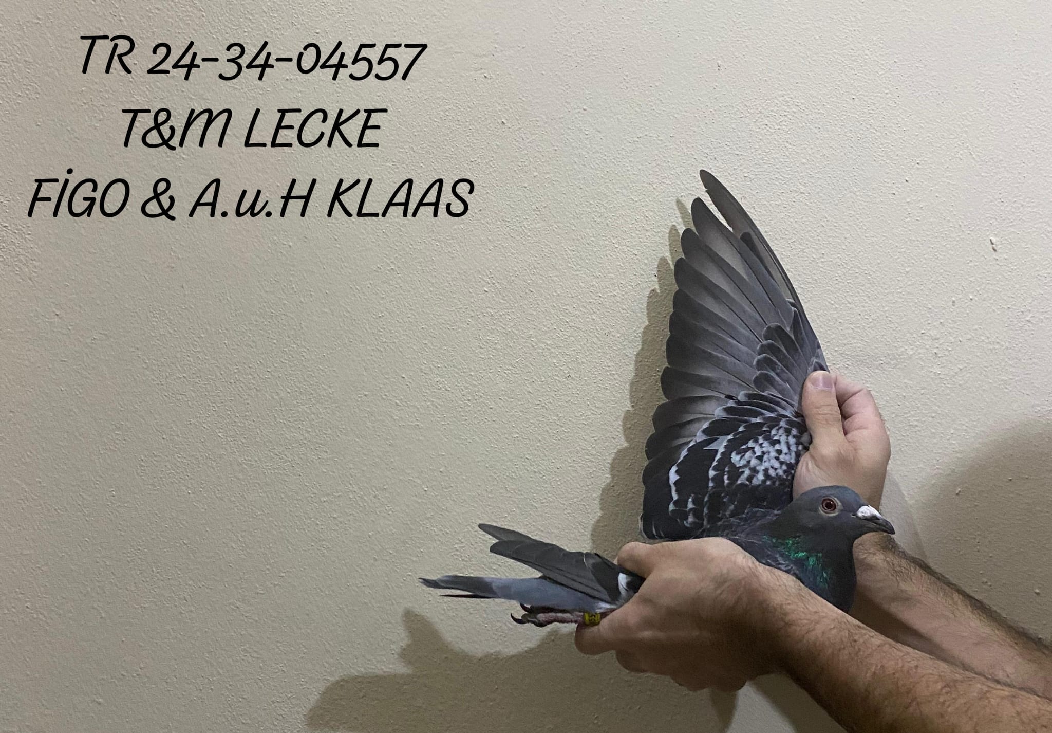 TR 24-34-04557 ERKEK BABA T.&.M LECKE ANNE FİGO & A.u.H KLAAS HARİKA BİR KAN HATTI ÇATI VE KOLOMBODURLARIN ARANAN KUŞU