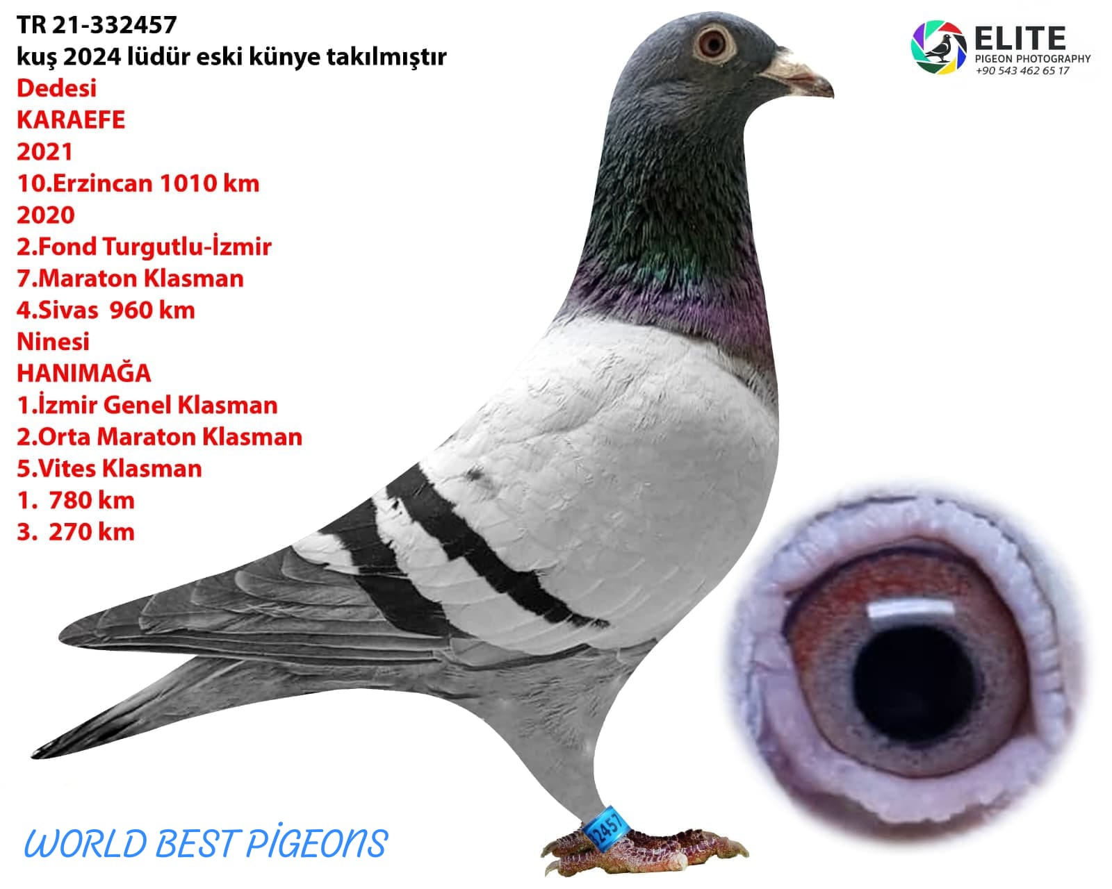 TR 21-332457 DİŞİ FULL MARATON GÜVERCİNİ.KUŞ GÖNDERİLİRKEN KENDİ PEDİGRESİYLE GÖNDERİLECEK...