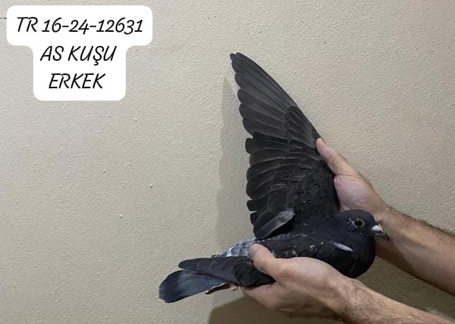 TR 16-24-12631 ERKEK BABA %100 OGÜN KÖSE KENDİSİ UÇMUŞ GENEL KLASMAN AS GÜVERCİN 2.Sİ ANNE DERBY 16 OLR.DE UÇMUŞ YARI FİNAL 19.CUSU ÇATI YARIŞLARI VE OLR.YARIŞLARI İÇİN ÇOK IYI BİR KUŞ.KUŞUN YAVRULUK RESMİ KUŞ HAZIR ERKEK.