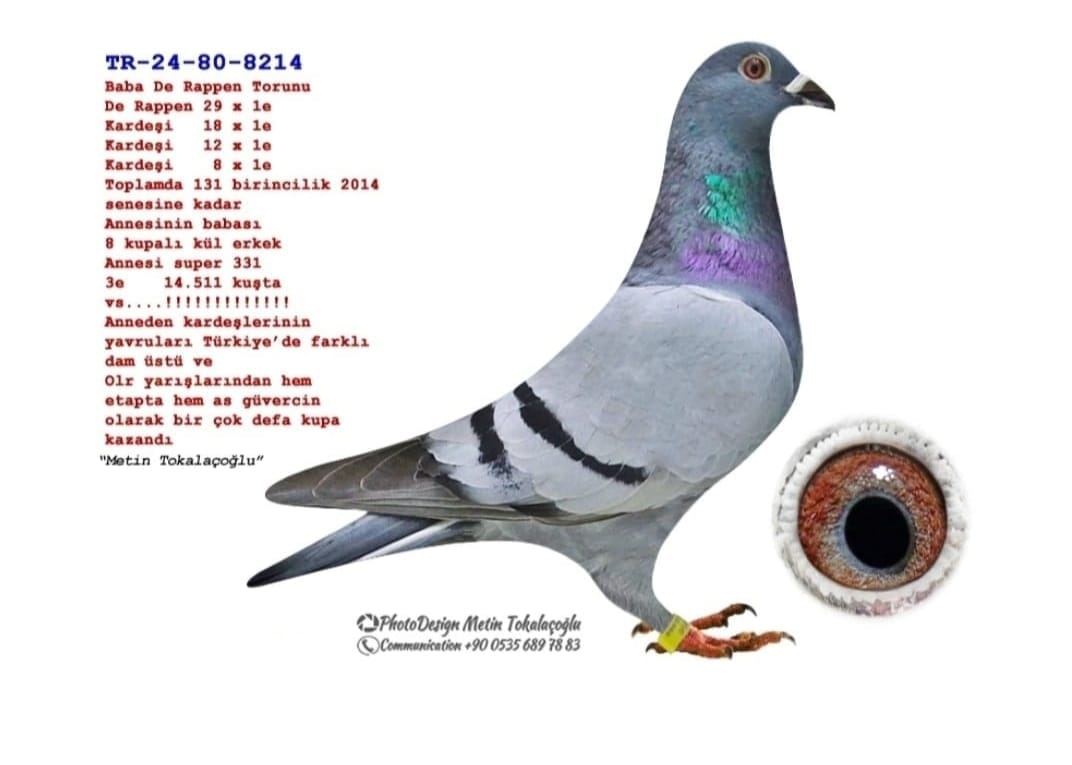 TR 24-80-8214 ERKEK %100 METİN TOKALAÇOĞLU SOYUNDA YÜZLERCE KUPA OLAN HEM ÇATI HEMDE OLR'DE AS VE ETAP KUPALARI OLAN MÜKEMMEL BİR DAMIZLIK GÜVERCİN İPEK GİBİ TÜYLÜ VASIFLI BİR DAMIZLIK KUŞ.