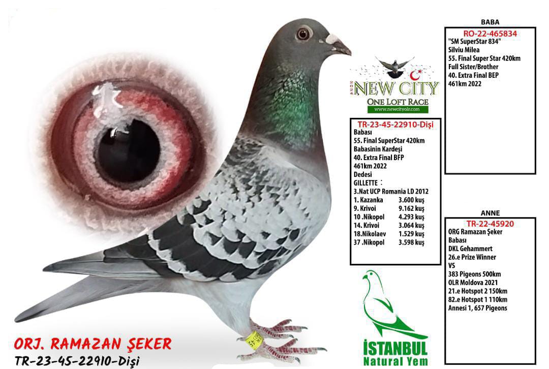 TR 23-45-22910 DİŞİ ORJ.RAMAZAN ŞEKER MÜKEMMEL FİZİKLİ DAMIZLIK BİR GÜVERCİN.